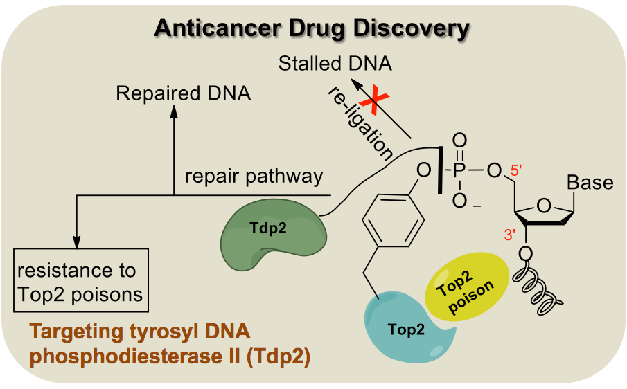 Anticancer Drug Discovery