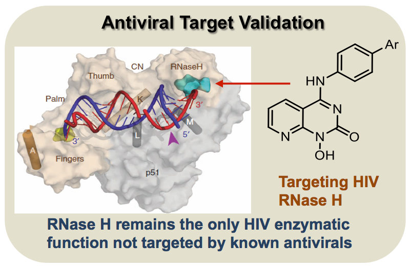 Antiviral Target Validation
